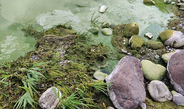 Çıldır Gölü yeşil renge büründü