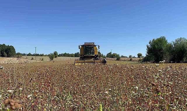 Çölyak hastalarının besin kaynağı karabuğdayın hasadı başladı