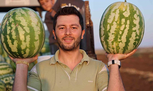 Diyarbakır karpuzunda hasat devam ediyor, üretici beklediği verimi alamadı