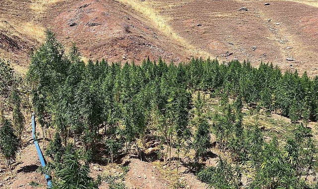 Diyarbakır&#039;da 1 milyon 657 bin kök kenevir ve skunk ele geçirildi