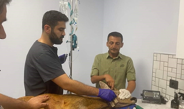 Doğa koruma ekiplerinden hayat kurtaran müdahale