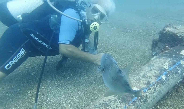 Domuz balığıyla sualtında parmak ısırtan arkadaşlık