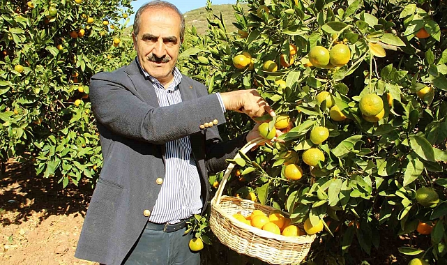 Ege&#039;nin Narenciye Deposu &#039;Muğla&#039; 136 Bin Tondan 127,5 Bin Tona Düştü