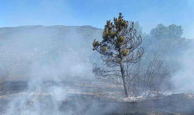 Elektrik direğinden çıkan anız yangınında 40 dönümlük arazi kül oldu