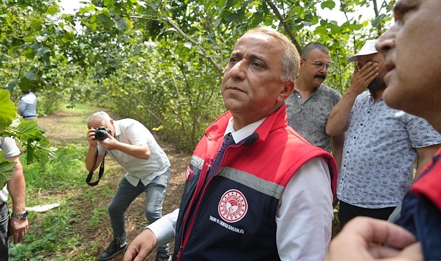 "En iyi hasat dalların silkelenmesi ile yerden ve bekletilmeden toplanması"