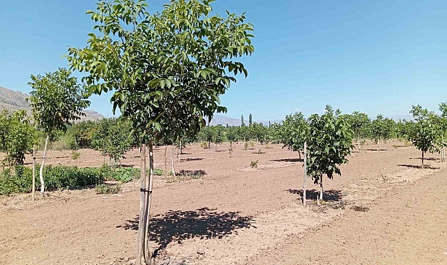 Erzincan&#039;da son yıllarda kapama ceviz bahçelerinin sayısı giderek artıyor