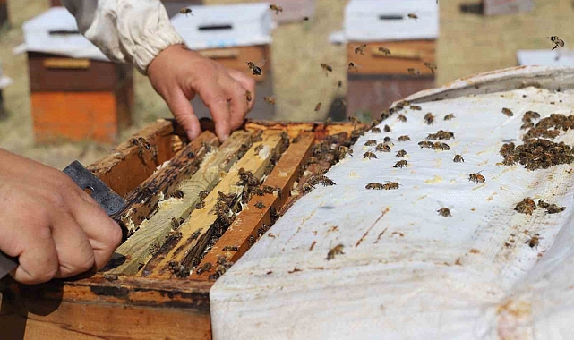 Erzincanda &quot;tatlı&quot; hasat telaşı başladı
