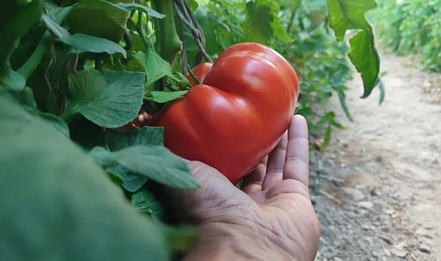 Erzurum&#039;da, dev domatesler görenlerin dikkatini çekiyor