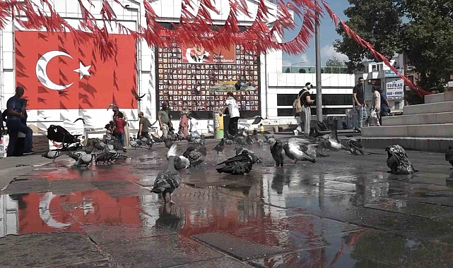 Güvercinlerin banyo keyfi