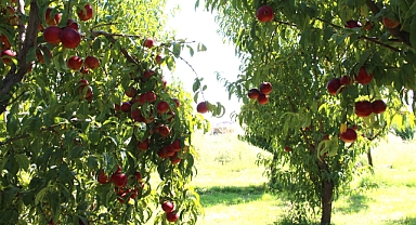 Iğdır’da nektar hasadı başladı