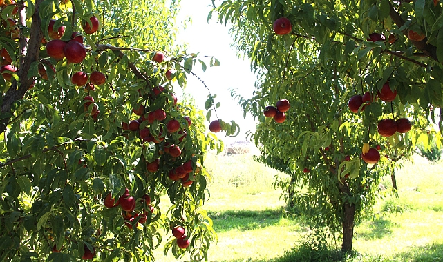 Iğdır’da nektar hasadı başladı