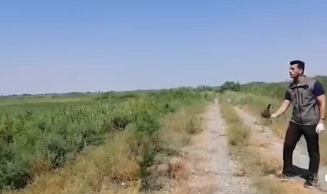 Iğdır’da yaralı halde bulunan kerkenez, duyarlı vatandaş tarafından ekiplere teslim edildi