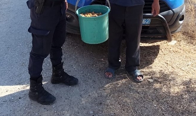 İncir bahçelerine dadanan hırsızı jandarma yakaldı