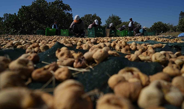 İncir hasadı sürüyor