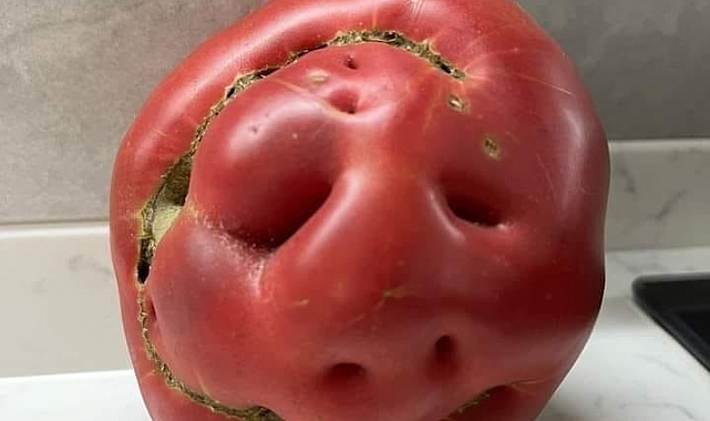 İnsan yüzünü andıran domates, görenleri şaşırttı