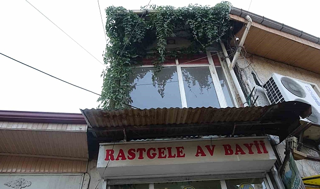 İş yerini saran sarmaşığın kökü nerede bulamıyorlar