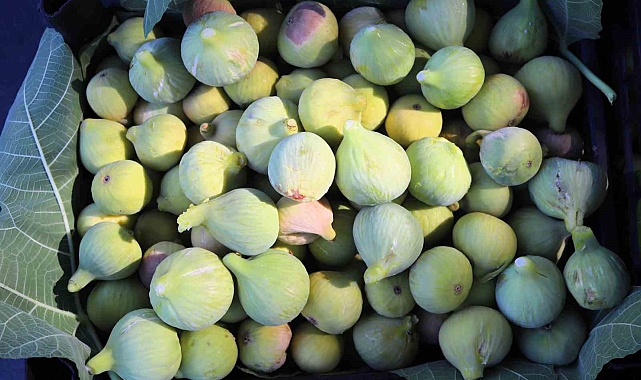 İzmir'de incir hasadını 10 gün erken başladı