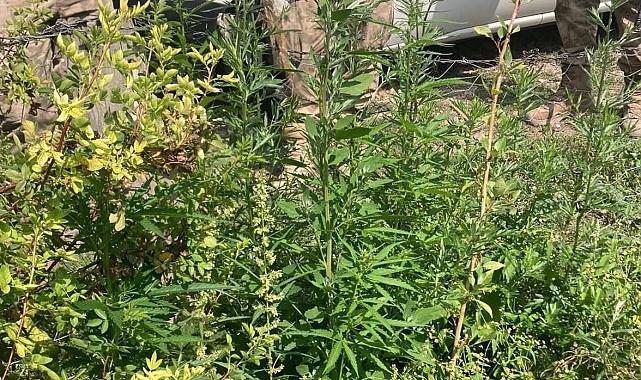 Jandarma ekiplerince yapılan çalışmalarda, Selim&#039;de kenevir ele geçirildi