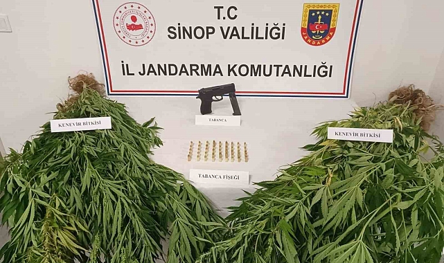 Jandarmadan kenevir operasyonunda 1 kişi gözaltına alındı