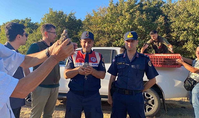 Kanatlı Yaban Hayvanı Salım Programı çerçevesinde 600 keklik doğaya salındı