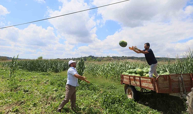 Kandıra karpuzunda hasat zamanı