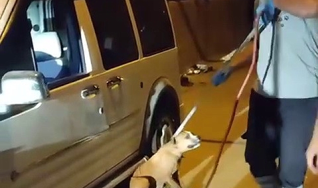 Kapısı açık bırakılan araca giren Pit Bull korkuttu