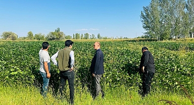 Karakoyunlu Kaymakamı Yavuz, İlçede ilk kez ekilen soya fasulyesi tarlasını gezdi