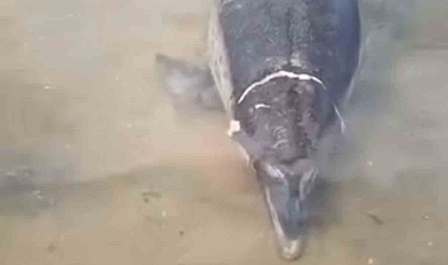 Karaya vuran ölü yunus ekipleri harekete geçirdi