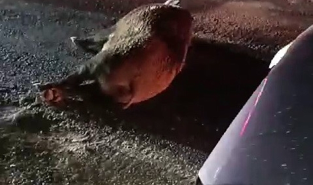 Karayoluna çıkan domuz kazaya neden oldu