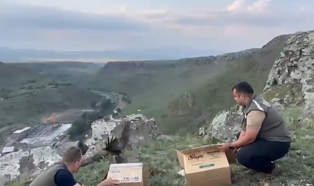 Kars&#039;ta tedavileri tamamlanan Karaçaylaklar doğal ortama bırakıldı