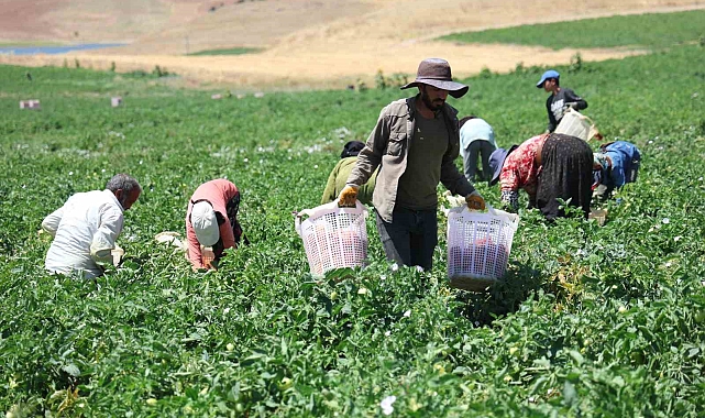 Kavurucu sıcak altında ekmek mücadelesi