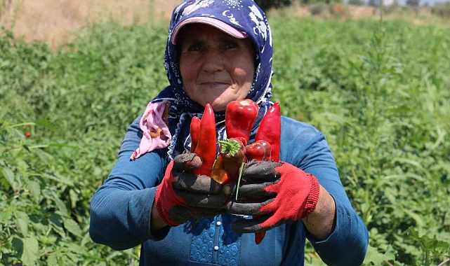 Kavurucu sıcakta 600 TL yevmiyeye acı biber hasadı