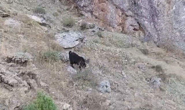 Kayalıklı arazide mahsur kalan 6 keçi kurtarıldı