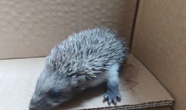 Kayseri'de yaralı halde bulunan kirpi, tedavi altına alındı