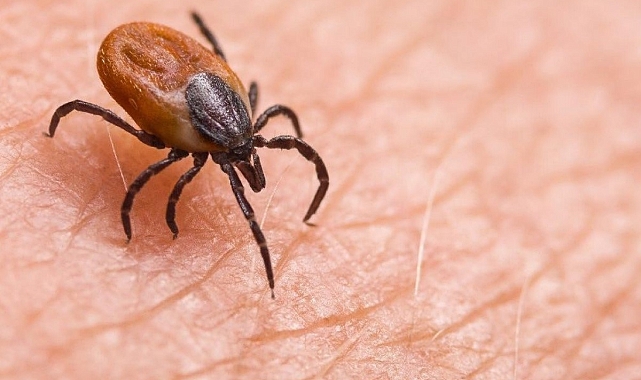 &quot;Kene çıplak el ile öldürülmemeli&quot;