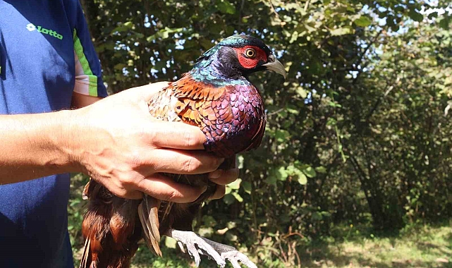 Kene mücadelesine karşı doğaya sülün ve keklik salındı