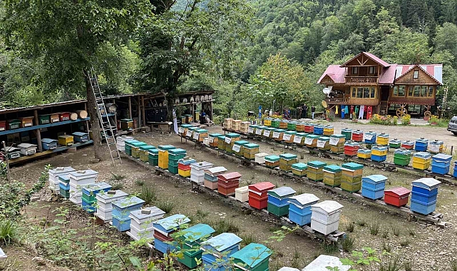 Kokolet Vadisi'nde bal hasadı başladı