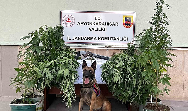 Kovalar içerisinde kenevir yetiştirdiler