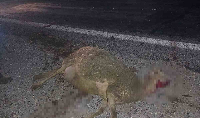 Küçükbaş hayvan sürüsünün arasına dalan otomobil 9 koyunu telef etti