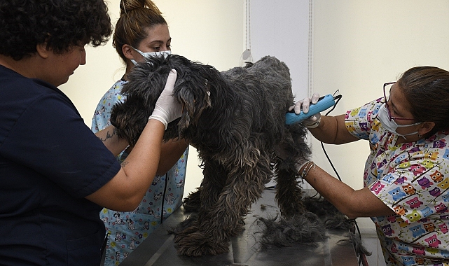 Kuşadası Belediyesi sokak hayvanları için pet kuaförlüğü hizmeti vermeye başladı