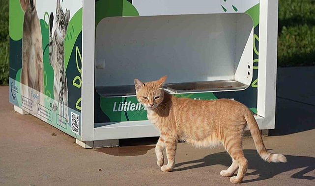 mamamatik otomatları, atılan her atık için mama vererek sahipsiz sokak hayvanlarına katkı sağlıyor
