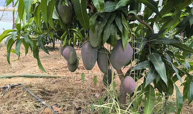 Mango hasadı başladı