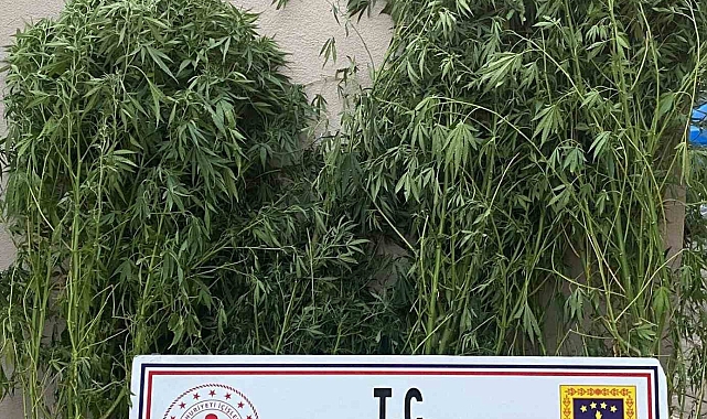 Manisa'nın Salihli ilçesinde yasa dışı uyuşturucu madde ekimi