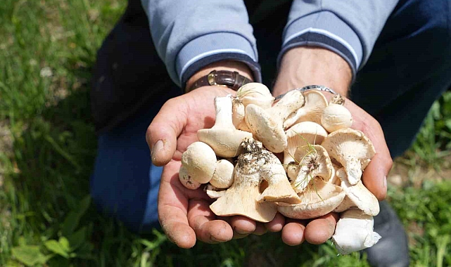 Mantar yiyen 5 kişi zehirlendi