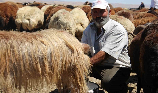Muş Ovası&#039;nda kadınlar değil erkekler sağım yapıyor