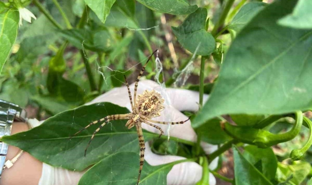 Nadir görülüyordu her yerde kendini göstermeye başladı