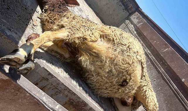 Nevşehir&#039;de aç kalan kurt, ağıla girdi