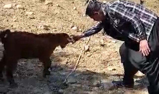 Oğlak ile oyun oynayarak keyifli anlar yaşadı