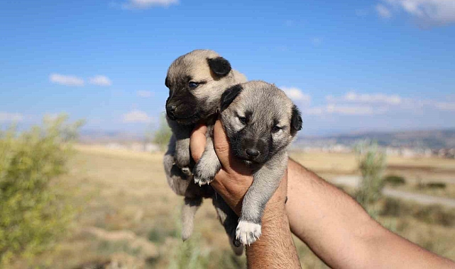 Oksitosin eksikliği yavrularını yemesine sebep oluyor
