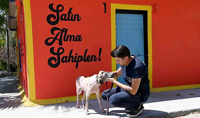 Orman yangınından kurtarılan köpek sağlığına kavuştu